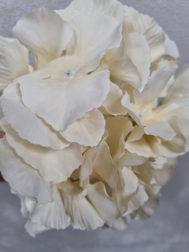 Hortensia valge