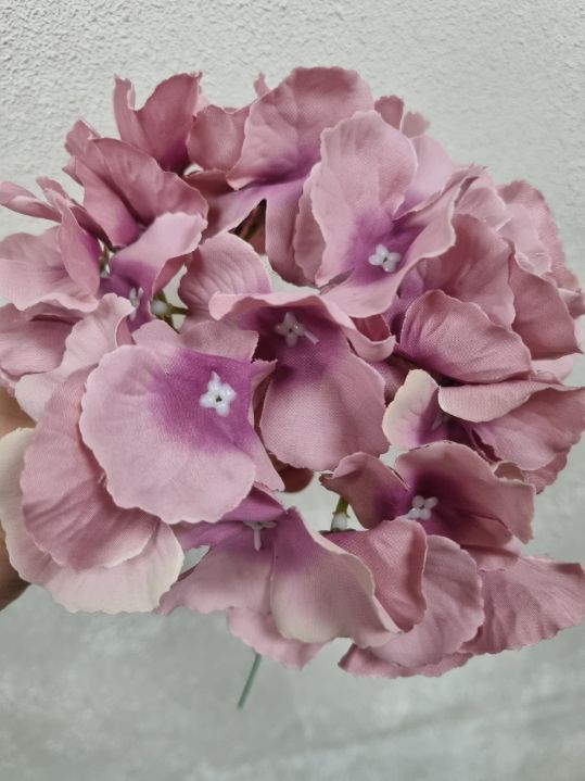 Hortensia lilla